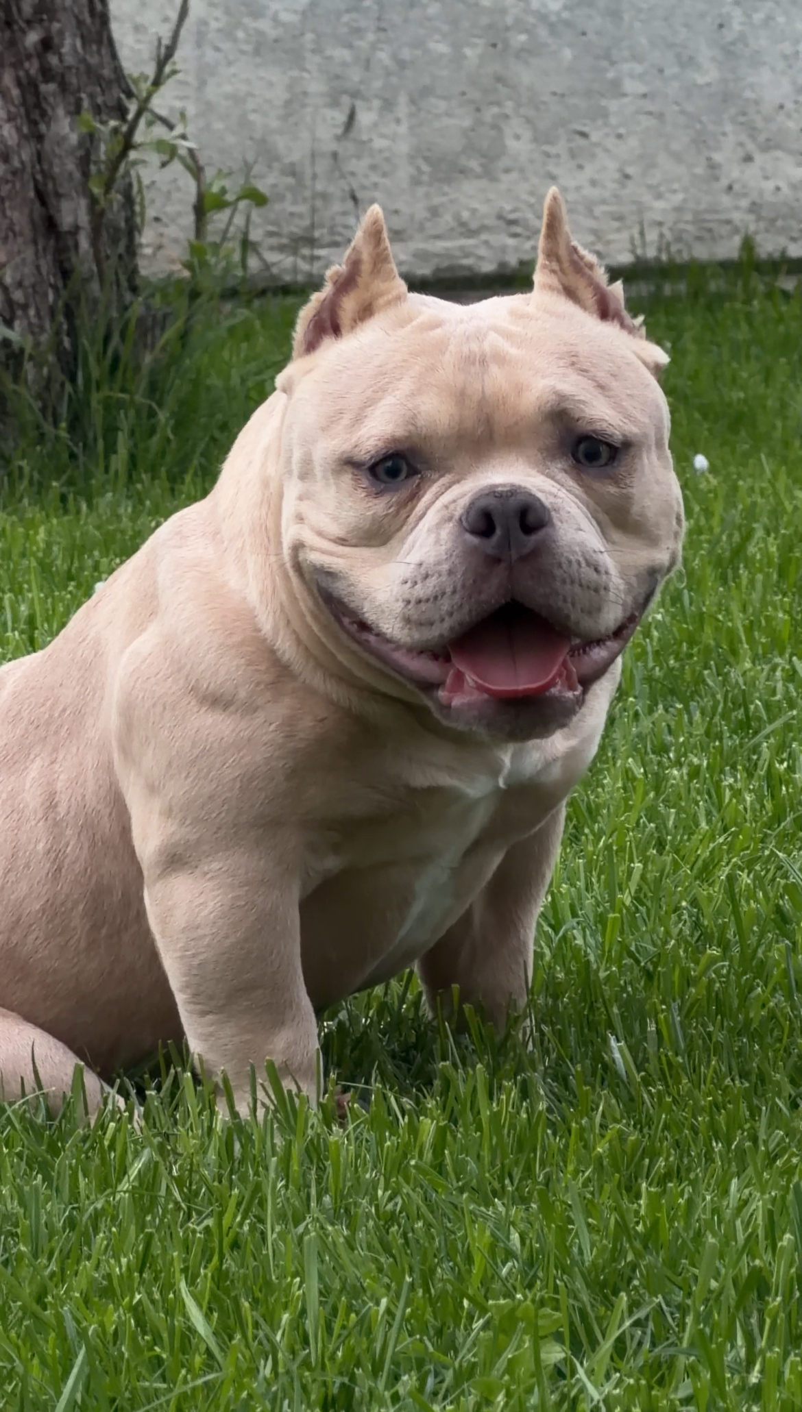 NIGHT DRAKULA DAENERYS — Night Drakula Kennel